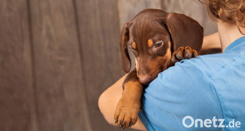 Der Kontakt zu den tierischen Freunden steigert die Lebensfreude, senkt den Stresslevel und steigert das Wohlbefinden. Bild: Chepko Danil – stock.adobe.com