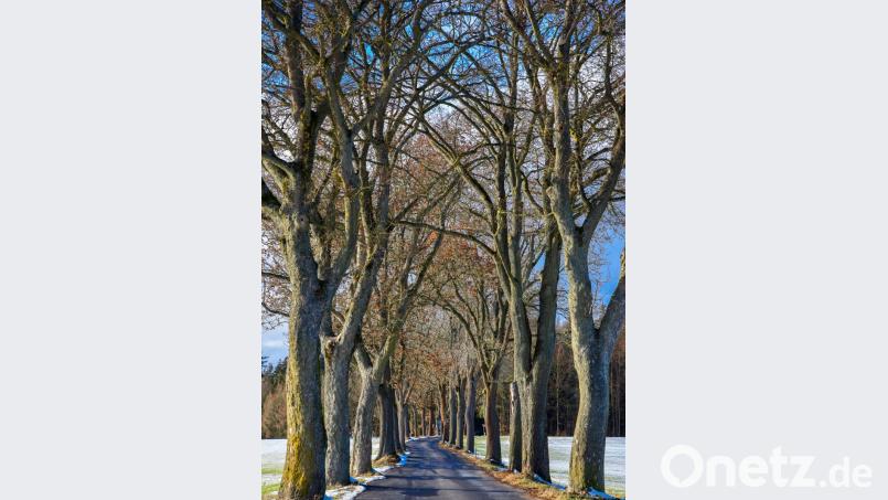 Die Allee zwischen Thumsenreuth und Reuth bei Erbendorf. Bild: sds