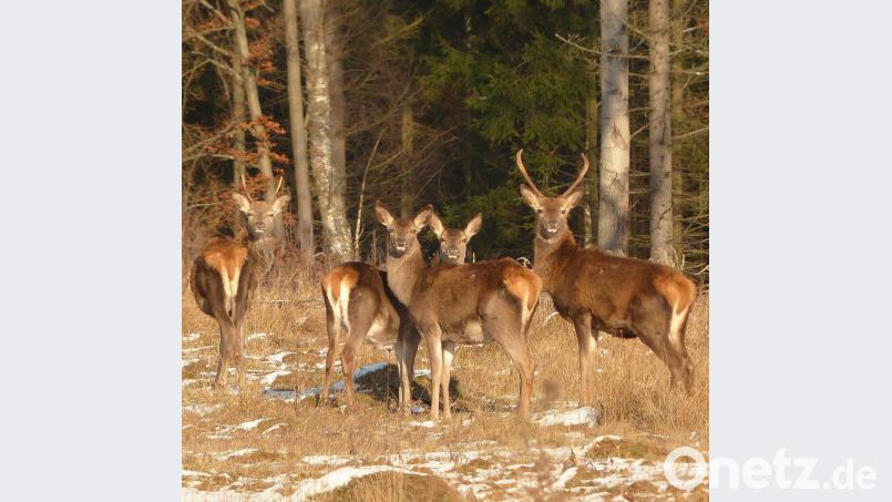 Dem Hohenfelser Wolf sind die Reservisten nicht begegnet – aber dafür entschädigte der Blick auf manche Rotwildgruppe. Bild: bö