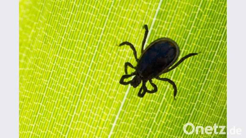 Eine Zecke ist auf einem Blatt in einem Garten zu sehen. Foto: Patrick Pleul/Archiv Bild: Patrick Pleul