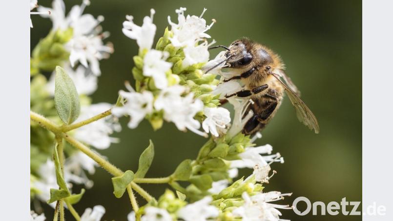 Das Volksbegehren &quot;Rettet die Bienen&quot; war erfolgreich. Die Marktgemeinde Tännesberg hat im Altlandkreis das beste Ergebnis eingefahren. Die unmittelbaren Nachbarn in Leuchtenberg haben sich am wenigsten beteiligt. Archivbild: Hösamer