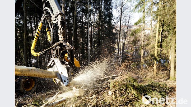 In wenigen Augenblicken ist der Baum zerlegt. Die Holzspäne fliegen nur so rum. Bild: arw