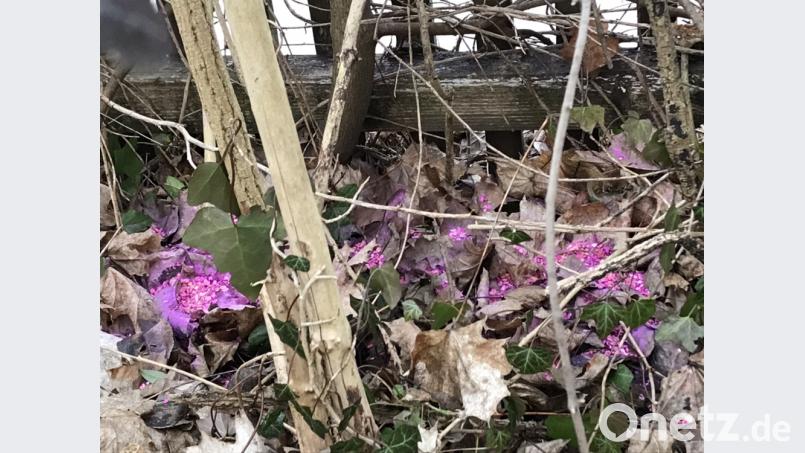 Ein Unbekannter hat in Amberg Rattengift verstreut. Bild: Polizei