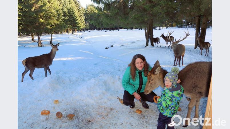 Hirschkuh Sissi wurde nach der Geburt in letzter Minute gerettet und von der Familie Pöhlmann aufgezogen. Tochter Christina Pscherer und ihr Sohn Simon haben deshalb zu der Hirschdame ein besonderes Verhältnis. Bild: bsc