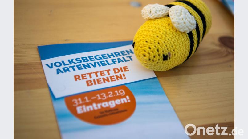 Da dürfte auch diese Wollbiene zufrieden sein: Das Volksbegehren &quot;Rettet die Bienen&quot; wurde zum Erfolgs-Begehren. Symbolbild: Lino Mirgeler/dpa