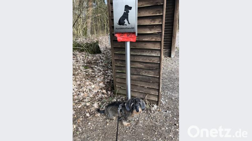 An 19 Stellen im Stadtgebiet stehen Tütenspender. Dackel Bene kennt die Plastikbeutel, er findet sie oft im Straßengraben im Wald. Bild: ge