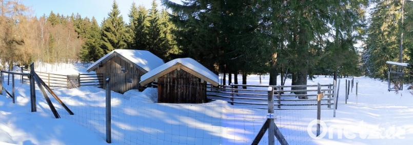 Ein beliebtes Ausflugsziel ist das Wildgehege beim Waldhaus. Im Winter ziehen Skilangläufer am Gehege vorbei, im Sommer besuchen Wanderer, Familien und Kinder die vier Hektar große Anlage. Bild: bsc