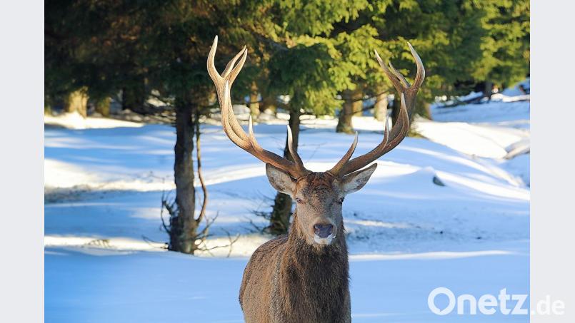 Hirsch Xaver ist der Chef im Wildgehege am Waldhaus. Bild: bsc