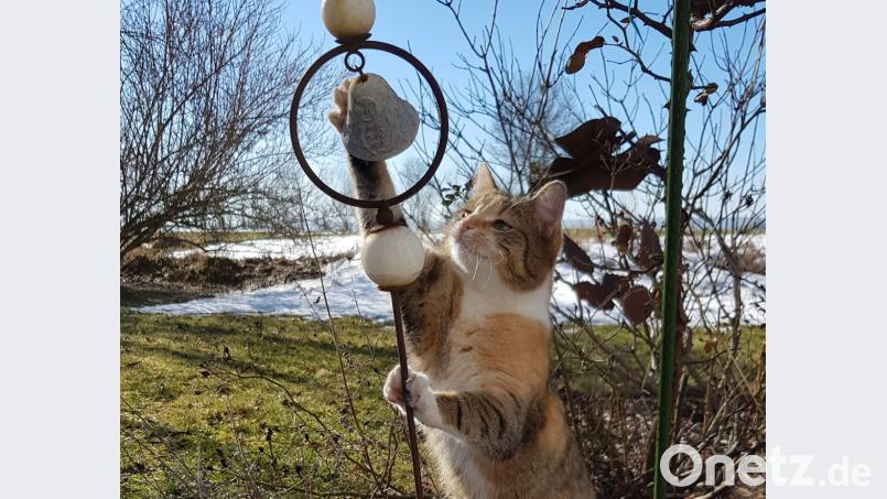 Diese Katze hat in Waldthurn buchstäblich den Frühling eingeläutet. Bild: jak