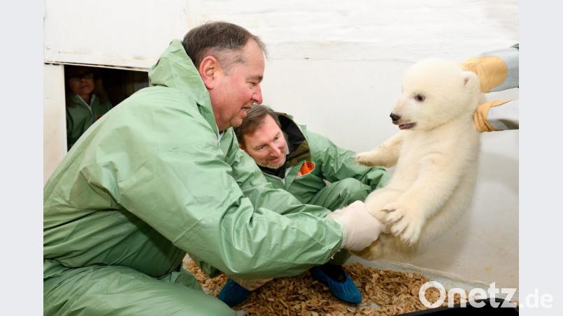 Andreas Knieriem (r), Tierarzt und Leiter des Berliner Tierparks, und Tierarzt Günter Strauß knien im Gehege eines jungen weiblichen Eisbären. Erstmals haben sich zwei Tierärzte und eine Pflegerin in den Stall von Eisbärenmutter Tonja und ihrem Nachwuchs gewagt, um eine tierärztliche Untersuchung an dem rund zwei Monate alten Jungtier vorzunehmen. Bild: Steffen Freiling/Berliner Tierpark/dpa