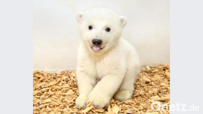 Der Berliner Baby-Eisbär ist ein Weibchen Bild: Steffen Freiling/Berliner Tierpark/dpa