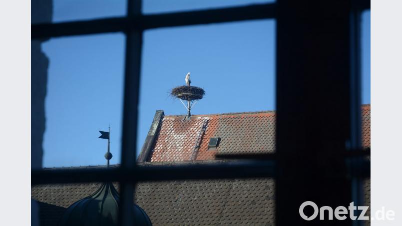 Der Storch ist in Neustadt angekommen. Bild: gsb