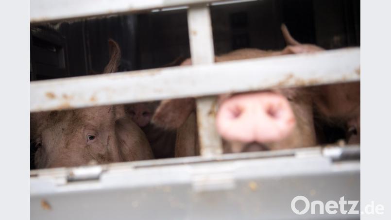 Ein Schwein schaut während einer Schwerpunktkontrolle Tiertransport aus einem Tiertransporter. Foto: Sebastian Gollnow/Archiv Bild: Sebastian Gollnow