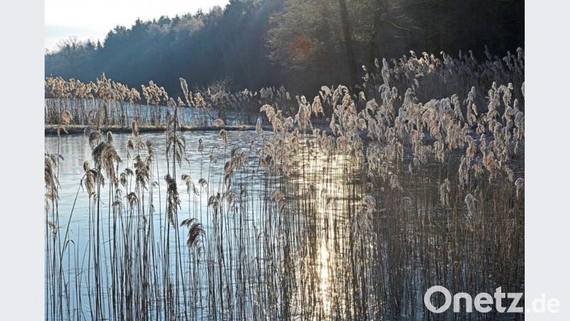 Zarte Sonnenstrahlen setzen vom Frost umhüllte Gräser in Szene - winterliche Idylle im Freudenberger Land. Bild: Günter Moser