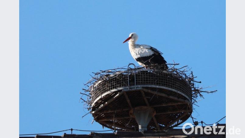 Im Horst am Lagerhaus der Raiffeisenbank in Trabitz hat sich gestern der Storch eingenistet. Bild: Ilona Dudley