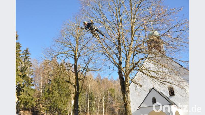 Baumpfleger James Buttler in schwindelnder Höhe bei seiner Arbeit an den beiden Linden vor der Jodokkirche. Bild: es