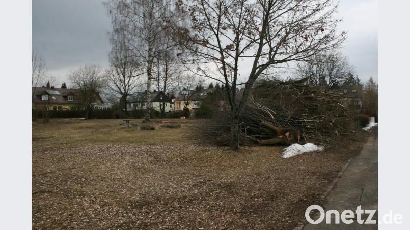 Aus der grünen Insel entlang der Martin-Luther-Straße soll eine bunte Blumenwiese werden. Angebote für Blumensamen liegen bereits im Bauhof. Bild: wro