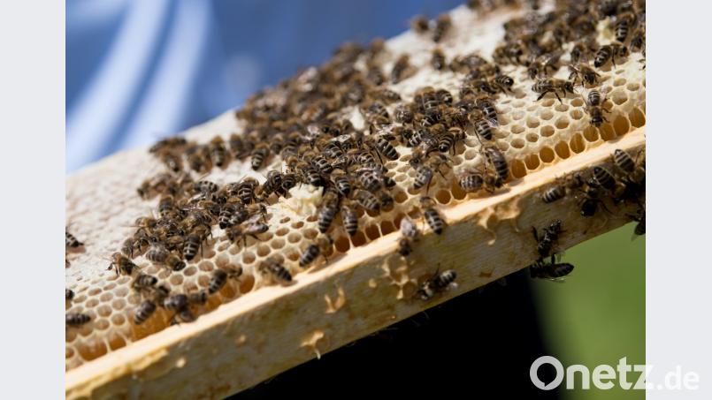 Die Biene mobilisierte eine Million Unterstützer: Ein Imker zeigt seine Bienen, die auf einer Wabe sitzen. Bild: Sven Hoppe/dpa