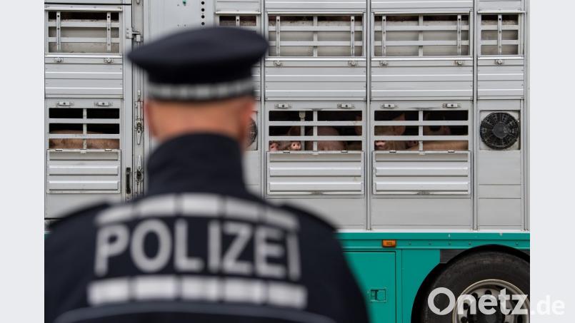 Polizisten kontrollieren einen Tiertransporter an einer Autobahn. Ein Oberpfälzer Unternehmen dieser Branche hat jetzt Ärger mit den Behörden bekommen. Symbolbild: Sebastian Gollnow/dpa
