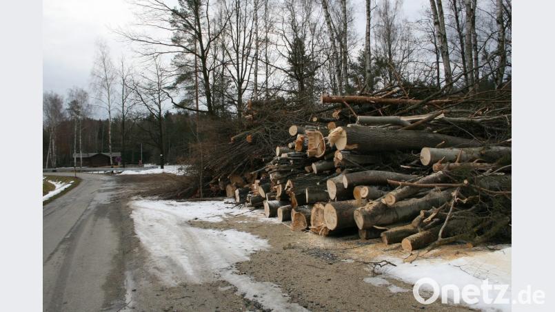 Die Rodungsarbeiten an den Waldseen sorgten bei einigen Spaziergängern bereits für Unmut. Es werden dafür aber neue Bäume gepflanzt, versprach der Bauhof. Bild: wro