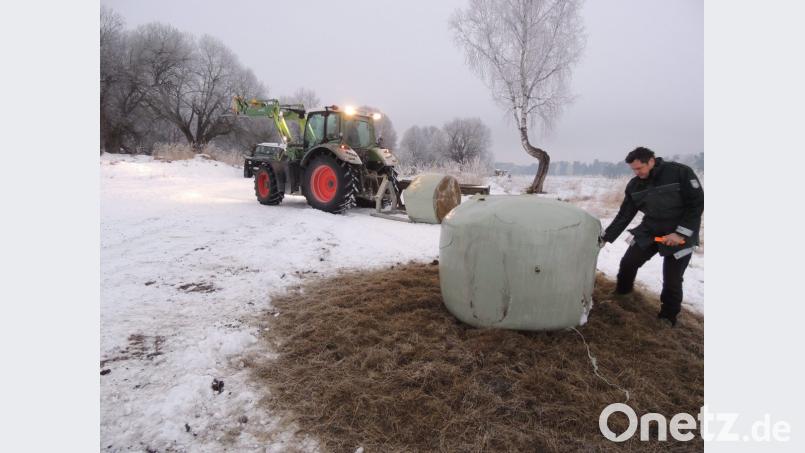 Kein Mastfutter, sondern reines, artgerechtes Erhaltungsfutter aus dem Rotwildlebensraum wird in großen Ballen an das Wild verfüttert, berichtet Revierförster Andreas Irle. Archivbild: mor