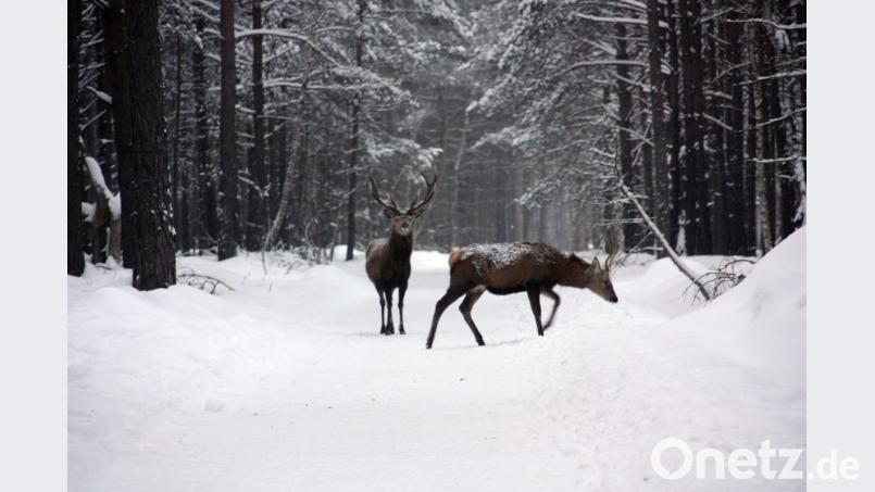 Im Winter ist das Wild ein großer Energiesparer, Stoffwechsel und Biorhythmus werden total absenkt. Archivbild: mor