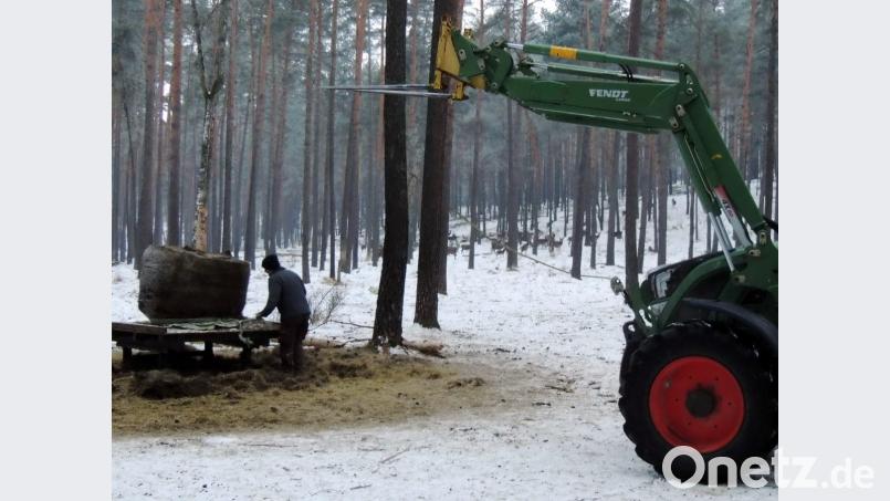 Michael Speckner beim Aufschneiden der Folien: Das gar nicht scheue Wild steht nur etwa 100 Meter entfernt. Archivbild: mor