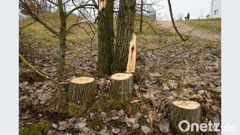 Von dieser Baumgruppe wurden nur drei Bäume gefällt. Die restlichen zwei Pappeln blieben stehen. Bild: bey