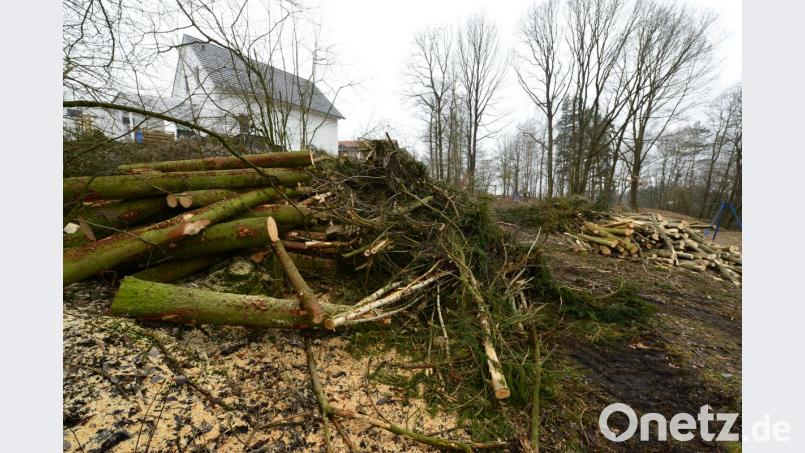 Die Baumfällaktion im Bereich des Abenteuerspielplatzes "Schutzengel" erregt die Gemüter vieler Parksteiner. Neben den Pappeln, deren Fällung Forstverwaltung und Untere Naturschutzbehörde zugestimmt hatten, sind auch Fichten gefällt worden, wie die Äste und Zweige zeigen. Bild: bey