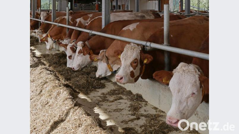Nachdem im Kreis Rems-Murr (Baden-Württemberg) die Blauzungenkrankheit ausgebrochen ist, wurde jetzt ein Sperrgebiet im Radius von 150 Kilometer um den betroffenen Hof ausgerufen. Betroffen sind alle Landkreise in Mittelfranken, doch noch kein Landkreis in der Oberpfalz. Bild: exb