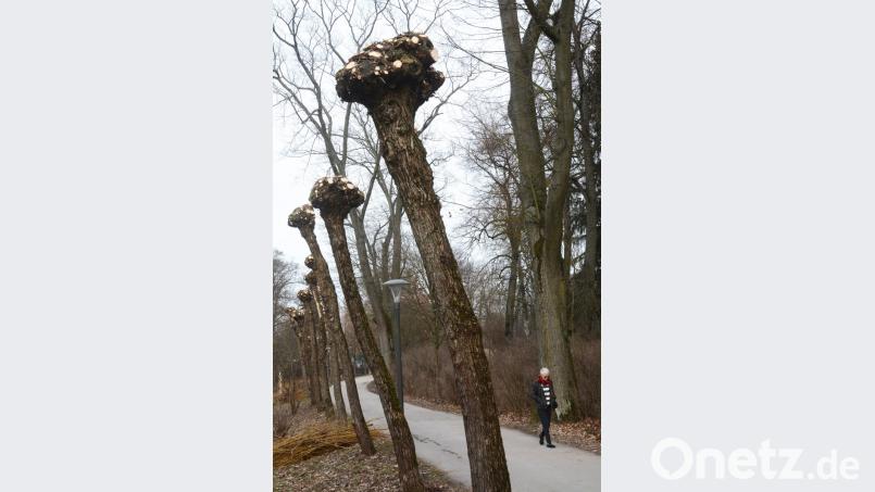 &quot;Rasierte&quot; Weidenbäume im Max-Reger-Park. Bild: gsb