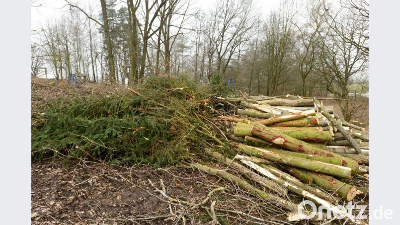 Die Baumfällaktion im Bereich des Abenteuerspielplatzes "Schutzengel" erregt die Gemüter vieler Parksteiner. Neben den Pappeln, deren Fällung Forstverwaltung und Untere Naturschutzbehörde zugestimmt hatten, sind auch Fichten gefällt worden, wie die Äste und Zweige zeigen. Bild: bey