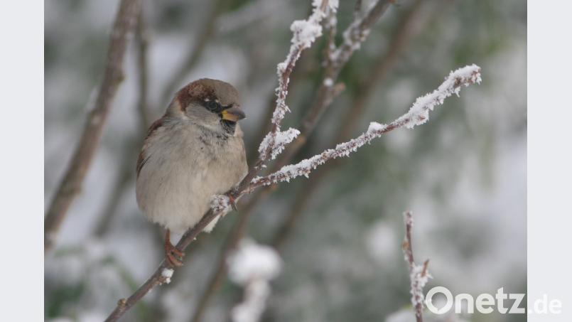 Der Haussperling oder kurz gesagt Spatz ist wieder im Kommen. Dies sagt zumindest das Ergebnis der jährlichen Wintervogelzählung. Seit 2012 ist die Tendenz steigend. Das Comeback des netten Gartenvogels freut den LBV-Bezirksvorsitzenden Christoph Bauer. Bild: Zdenek Tunka/LBV