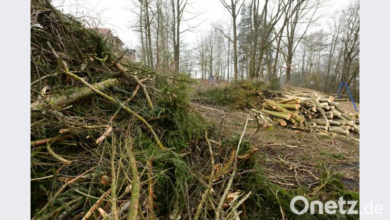 Die Baumfällaktion im Bereich des Abenteuerspielplatzes "Schutzengel" erregt die Gemüter vieler Parksteiner. Neben den Pappeln, deren Fällung Forstverwaltung und Untere Naturschutzbehörde zugestimmt hatten, sind auch Fichten gefällt worden, wie die Äste und Zweige zeigen. Bild: bey