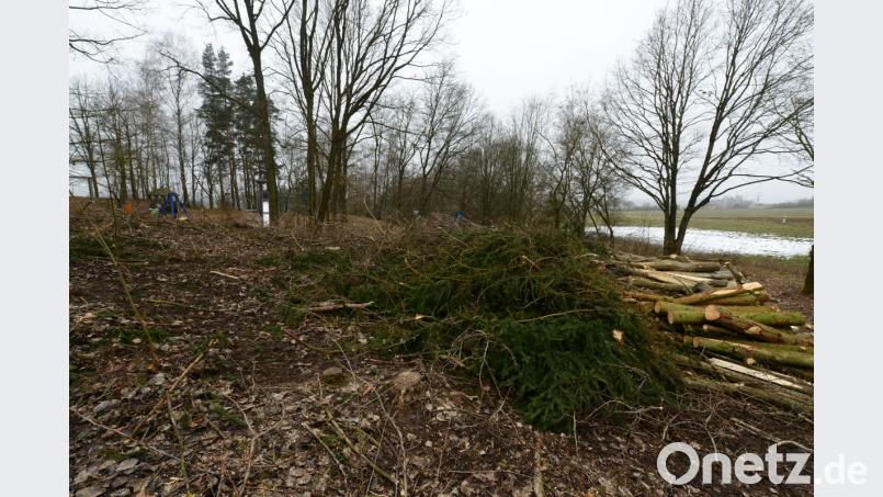 Die Baumfällaktion im Bereich des Abenteuerspielplatzes "Schutzengel" erregt die Gemüter vieler Parksteiner. Neben den Pappeln, deren Fällung Forstverwaltung und Untere Naturschutzbehörde zugestimmt hatten, sind auch Fichten gefällt worden, wie die Äste und Zweige zeigen. Bild: bey