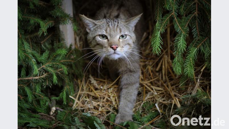 Die Untersuchungen bestätigten zweifelsfrei das Vorkommen von drei Wildkatzen. Bild: Fredrik von Erichsen/dpa
