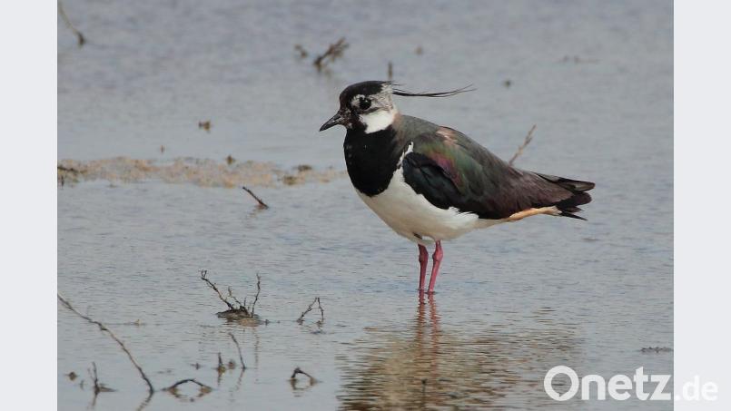 Sein Federschopf verleiht dem Flugkünstler Kiebitz ein keckes Aussehen. Früher war er ein Allerweltsvogel, heute gibt es im Landkreis nur noch wenige Brutpaare, Bild: exb/Hermann Rank