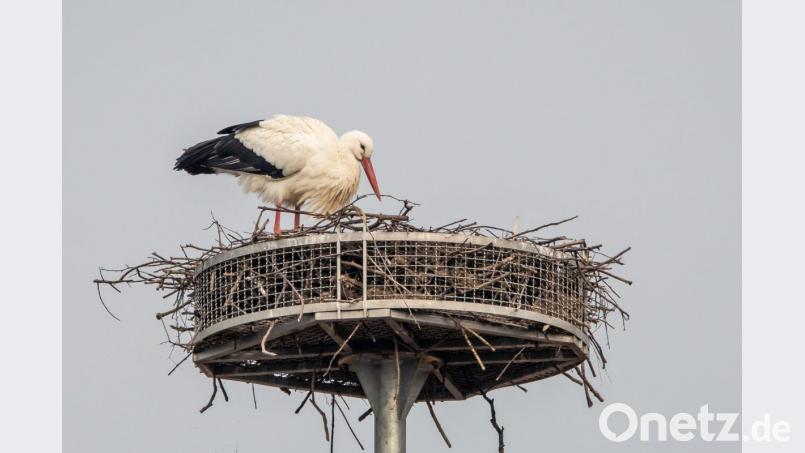 Der Trabitzer Storch wartet noch sehnsüchtig auf seinen Partner. Bild: Günter Klein/exb