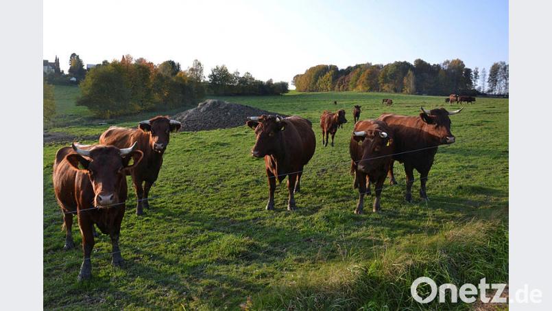 Das Rote Höhenvieh von Erika Sauer lässt es sich auf den Weiden rund um Burgtreswitz gut gehen. Bild: ck