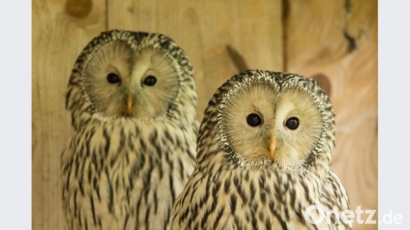 Der Habichtskauz (Strix uralensis) ist mit einer Größe von rund 60 cm und einer Spannweite von 120 cm der größte Kauz Mitteleuropas. Vor rund 100 Jahren wurde er brutal ausgerottet. Jetzt soll er wieder bei uns heimisch werden. Archivbild: VLAB