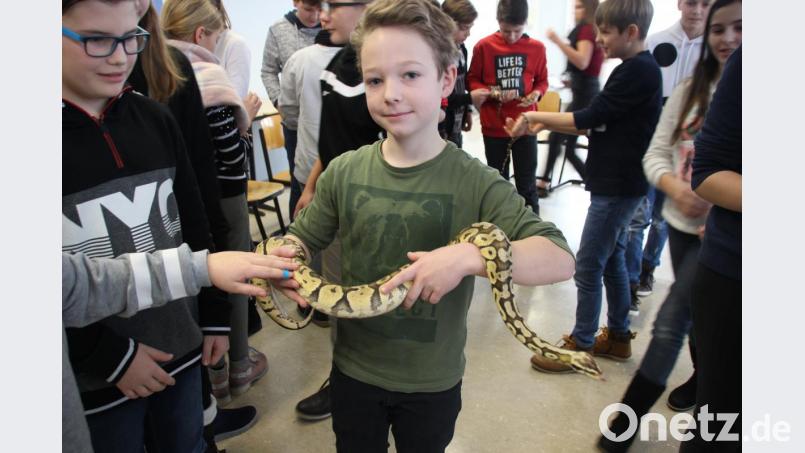 Keine Berührungsängste mit der Königspython oder mit der Hornviper (im Hintergrund) haben diese Schüler zum Abschluss des Vortags. Bild: lg