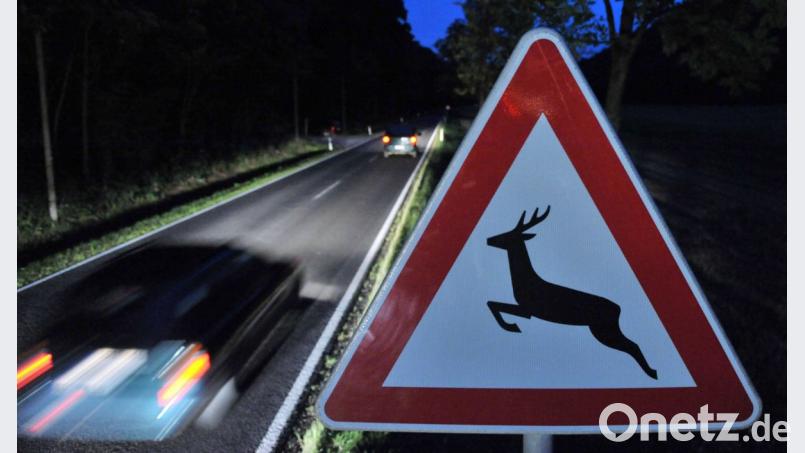 Die Polizei weist darauf hin, dass vor allem in der Dämmerung sowie nachts mit erhöhtem Wildwechsel zu rechnen ist. Symbolbild: Martin Schutt/dpa