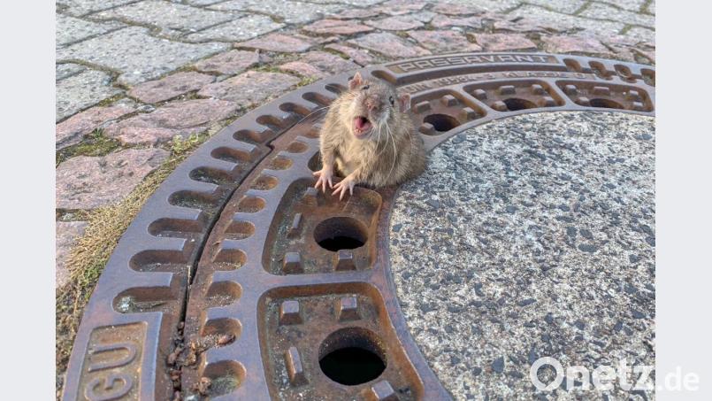 Eine Ratte hing am Sonntag in einem Gullydeckel fest. Bild:  Michael Sehr/Berufstierrettung Rhein-Neckar/dpa