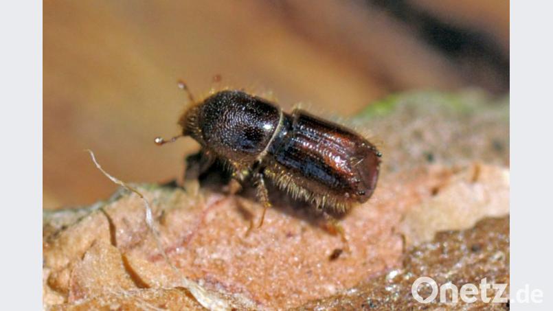 Ein Borkenkäfer krabbelt über einen Baum. Bild: Matthias Hiekel