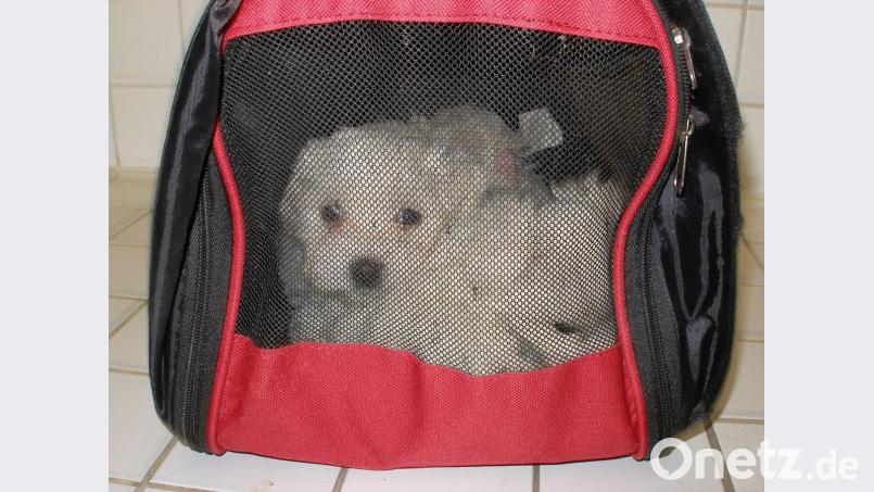 Während der Kontrolle konnte im Fahrzeug eine Tiertransporttasche aufgefunden werden, in der sich vier Malteser Hundewelpen befanden. Augenscheinlich waren die Tiere nicht älter als 14 Wochen. Bild: Polizei Regensburg