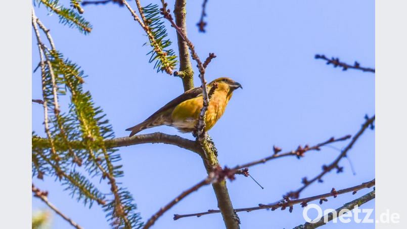 Der Fichtenkreuzschnabel aufgenommen bei den Muckenthaler Weihern. Bild: sds