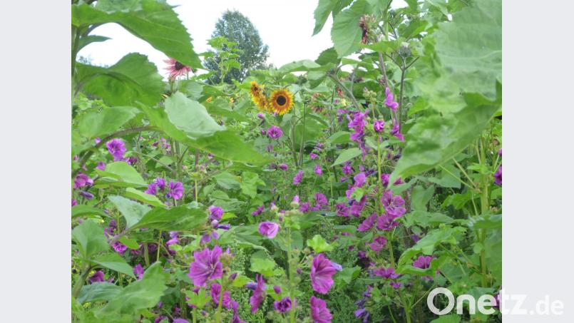 Kommt ein neues Naturschutzgesetz, müssen mindestens 10 Prozent der Naturflächen in Blühwiesen umgewandelt werden. Bild: exb/FBZ Almesbach