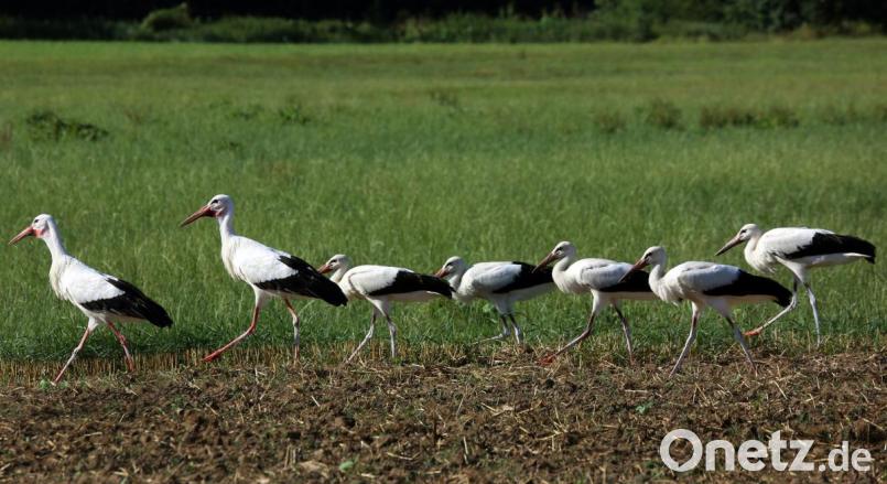Sieben auf einen Streich - Mama und Papa Storch schreiten im Gleichschrit mit ihren fünf Jungvögeln durch die Schwarzachauen in Altendorf. So einen Nachwuchssegen wie 2015 gibt es selten. Der Bruterfolg lag bayernweit zuletzt bei 1,8 Jungen pro Horstpaar. Bild: Goetz