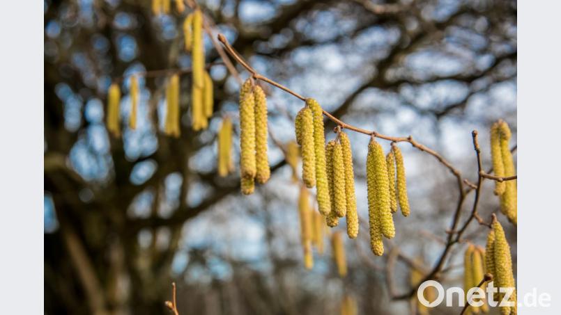 Des einen Freud, des anderen Leid. Mit dem nahenden Frühling kommen die Pollen. Bild: sds