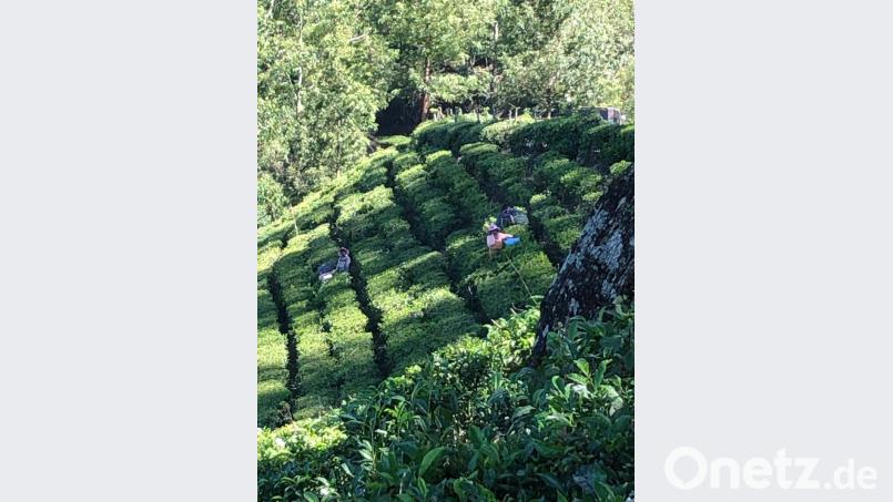 Am 9. Tag ihrer Indienreise ging es für die Reisegruppe Brand-Nagel nach Munnar, das inmitten weitläufiger Teeplantagen liegt. Die Stadt ist mit ihren 30.000 Einwohnern das Zentrum von Indiens höchstgelegenem Tee- und Gewürzanbau. Auf jedem freien Quadratzentimeter Hangfläche drängt sich das seltsame Muster der Teesträucher, die von unzähligen kleinen Erntewegen und -gängen durchzogen sind. Die Hänge und Täler rund um Munnar sehen wie ein endloser Garten aus. Hier konnten Teepflückerinnen bei der Arbeite beobachtet werden. Auch die hier gelegene Teefabrik mit Museum wurde besucht, wo alles zur Herstellung von weißem, grünem und schwarzem Tee gezeigt wurde. Ganze Taschen voll davon werden natürlich als Mitbringsel mit nach Hause gebracht! Bild: ld